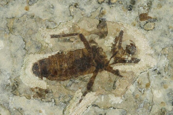 Bargain, Fossil March Fly (Plecia) - Green River Formation #135888